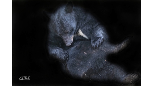 American Black Bear grooming