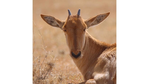 Baby Hartebeest