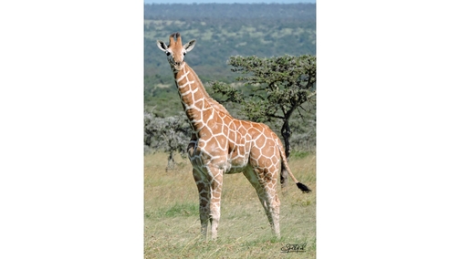 Baby Reticulated Giraffe standing