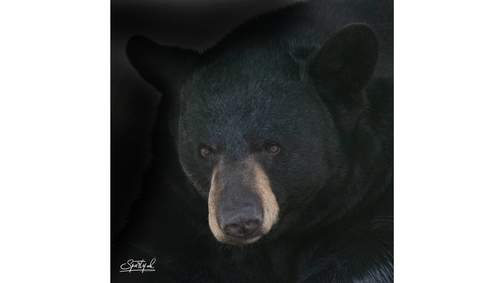 Black Bear portrait