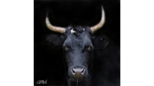 Black Heifer
