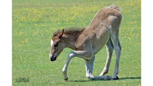 Bowing foal