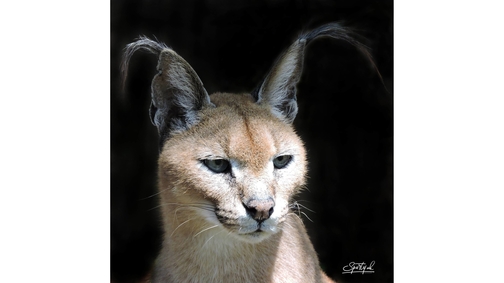 Caracal