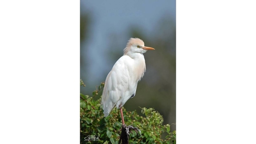 Cattle Egret