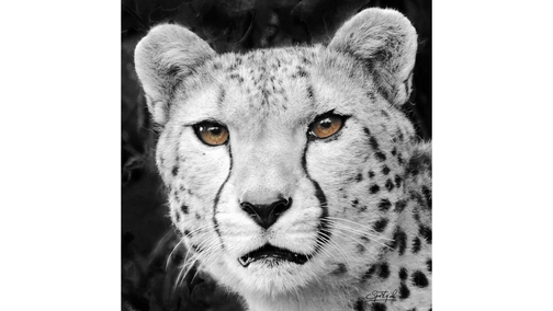 Cheetah Eyes