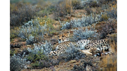 Cheetah in Sanbona