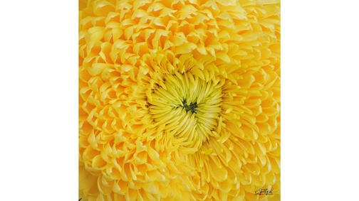 Chrysanthemum