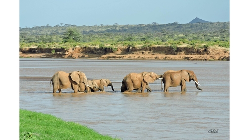 Crossing the Ewaso Ng'iro2
