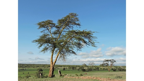 Eagle at Murera Donga