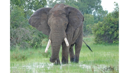 Ele in the rain (colour)