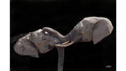Elephant Love
