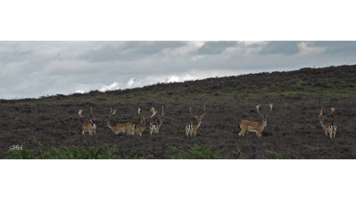 Fallow Bucks in the heather