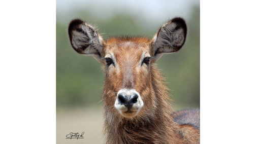 Female Waterbuck
