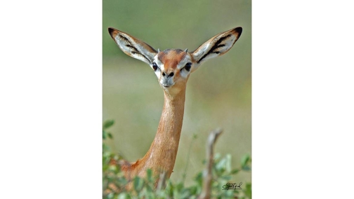 Gerenuk