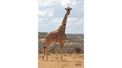 Giraffe at Mpala