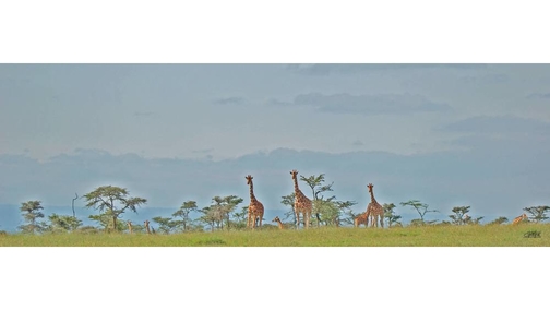 Giraffe at Ol Pejeta
