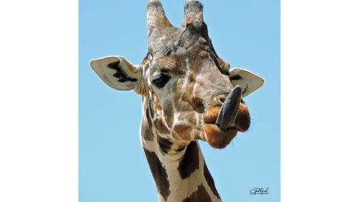 Giraffe tongue