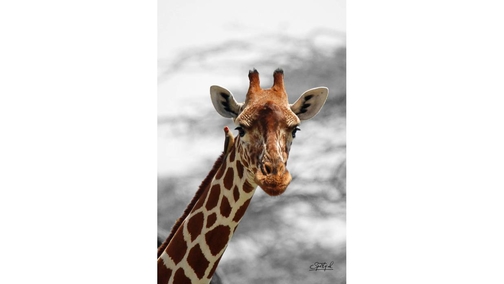 Giraffe with Oxpecker