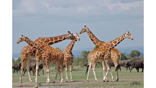 Giraffes at Ol Pejeta