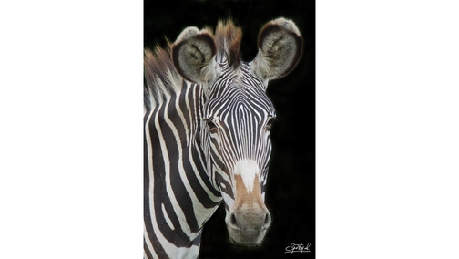 Grevy portrait