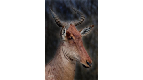 Hartebeest