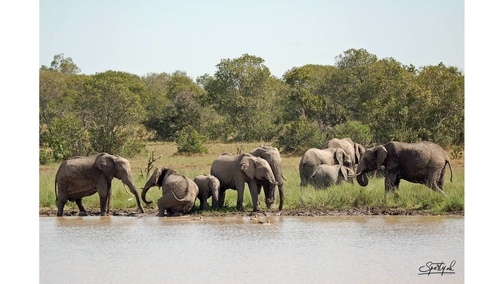 Herd at Elephant Dam