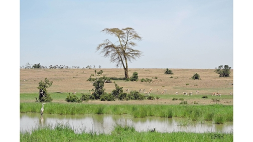 Heron at Ol Pejeta