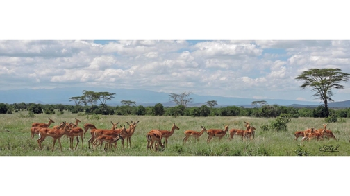 Impala at Ol Pejeta