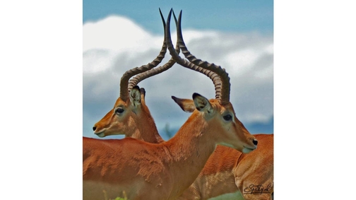 Impalas