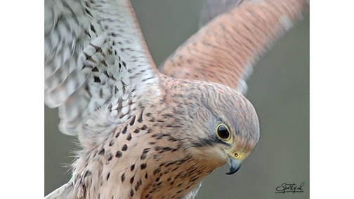 Kestrel2