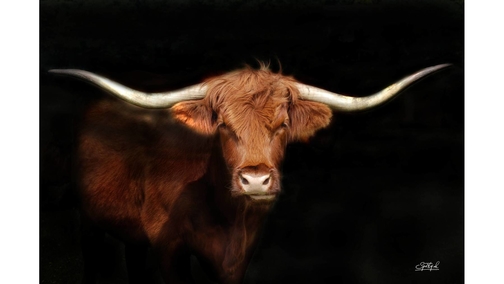 Longhorn