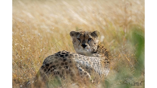 Mara Cheetah