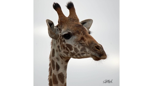 Masai Giraffe