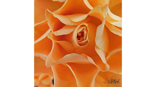 Orange Rose