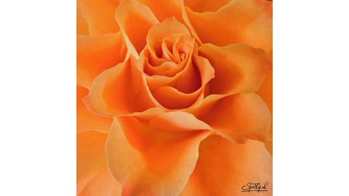 Orange Rose2