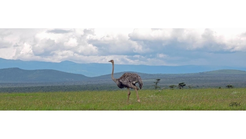 Ostrich at Samburu