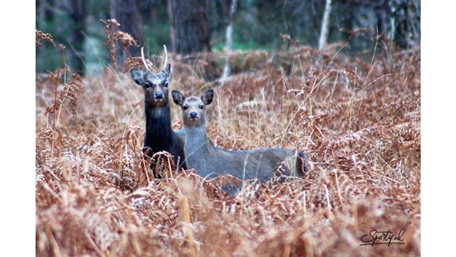 Pair of Roe Deer