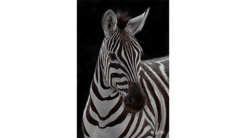 Plains Zebra