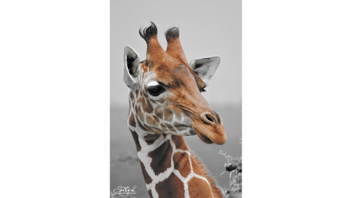 Reticulated Giraffe