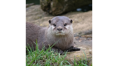 Short-clawed otter