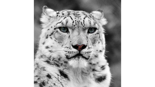 Snow Leopard