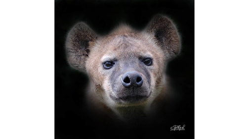 Spotted Hyena