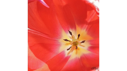 Tulip