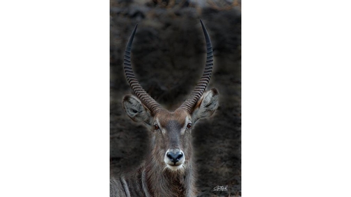 Waterbuck