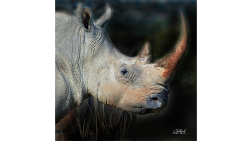 White Rhino profile