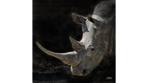 White Rhino profile 2