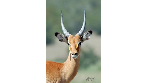 Young Impala