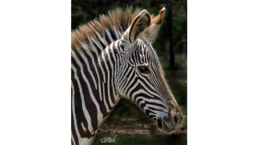 Young Zebra