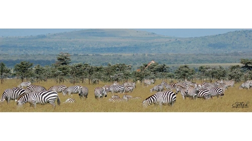 Zebra plain