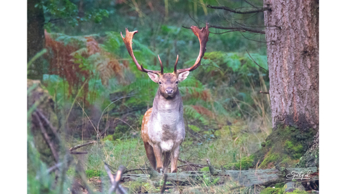 Fallow Buck Linford